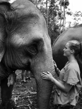 Chiang Mai - Natures great masterpiece; Elephant