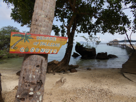Koh Mak - Pas op...vallende kokosnoten!