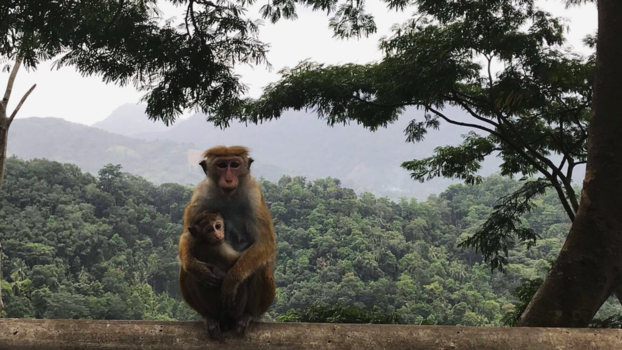 Sri Lanka - wachtend op een banaantje op de vangrail van de weg..