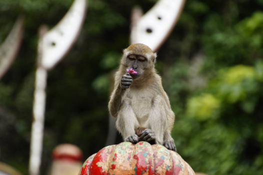 Batu Caves - Batu Caves met een bloem-ruikende aap.