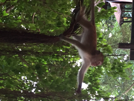 Rondreis Zuid-Thailand