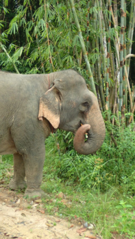 Rondreis Zuid-Thailand