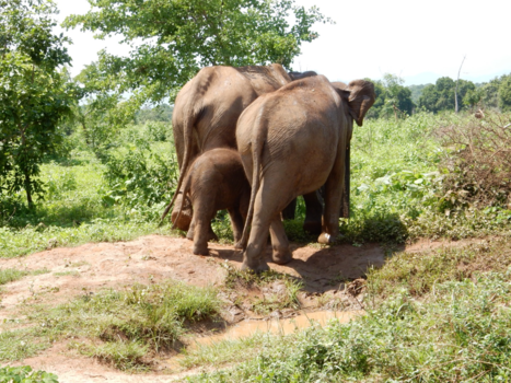 Sri Lanka - Olifanten in UDAWALE