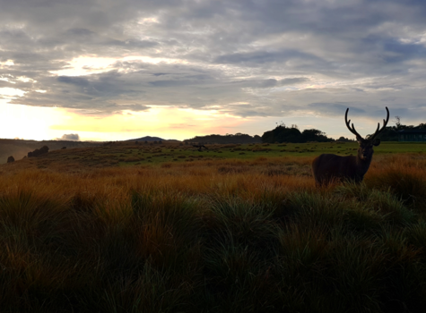 Sri Lanka - Staring contest met een Sambar hert bij Horton Plains