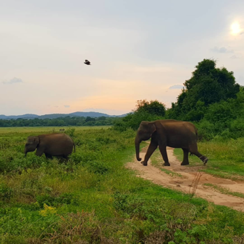 Sri Lanka - Olifanten familie in Kaudulla National Park