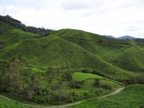 Cameron Highlands - Cameron Highlands