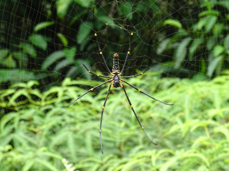 Sri Lanka - Sinharaja Spider