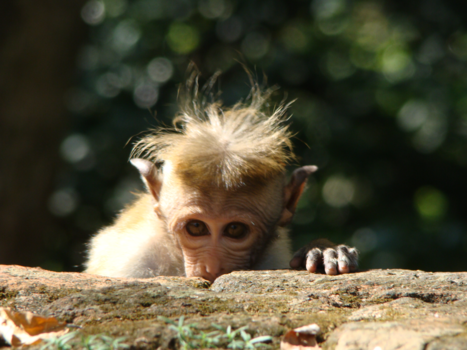 Sri Lanka - onze eerste verre reis