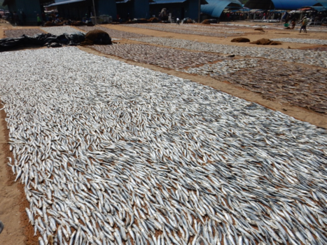 Sri Lanka - Vissen drogen in Negombo