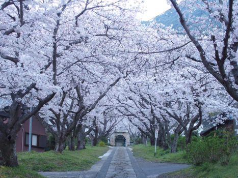 Japan - Cherryblossom time.....