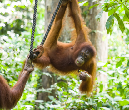 Sepilok - Second Chance!