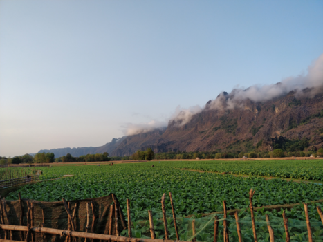 Laos - Locals proberen na een hevige regenbui hun tabaksvelden droog te krijgen