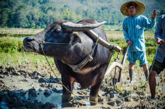 Thailand - Waterbuffalo