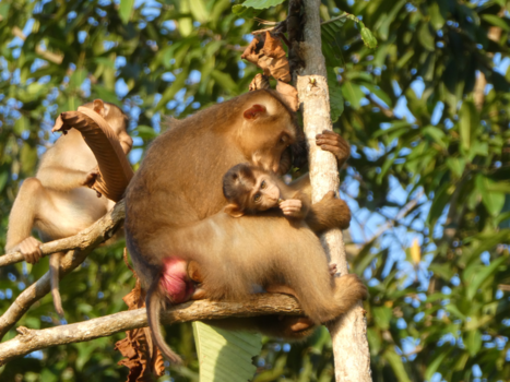 Kinabatangan rivier - River Safari
