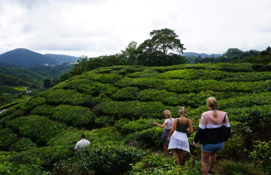 Maleisië - Cameron highlands