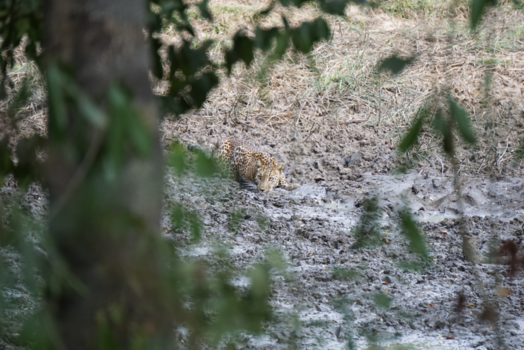 Sri Lanka - Zie je me wel of zie je me niet?