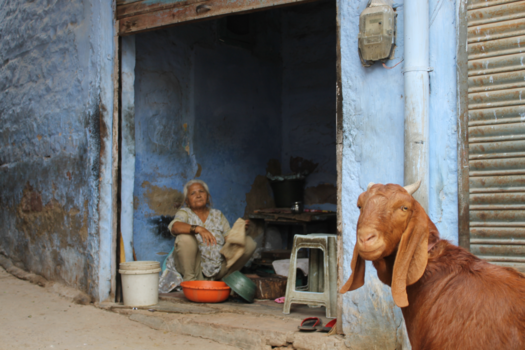 Jodhpur - The goat is watching you..