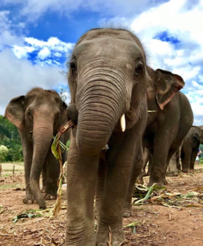 Chiang Mai - Elephant sactuary Chiang Mai