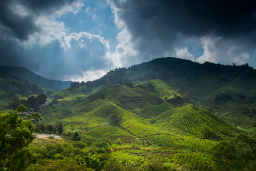 Maleisië - Cameron Highlands
