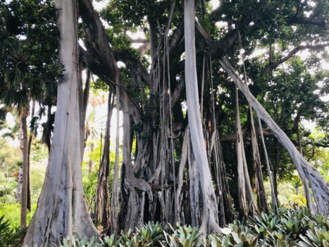 Botanical Gardens - Botanical Garden🌿🍃🌱