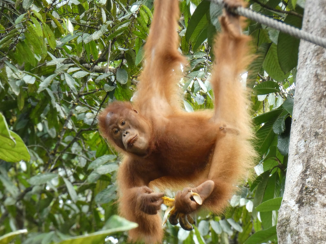 Maleisië - Orang-oetans op Borneo