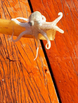 Cambodja - sunny friend