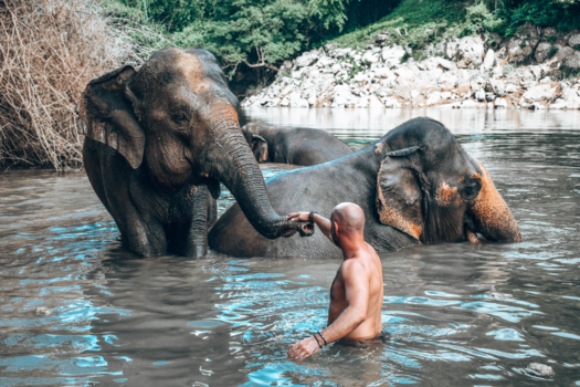Thailand - swimming with elephants