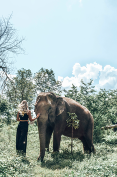 Thailand - walking with elephants
