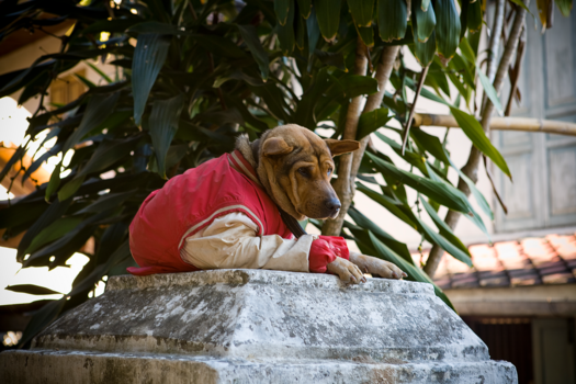 Luang Prabang - Deze hond laat zich niet de jas voorhouden!