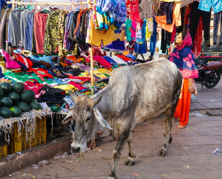 India - This is real India