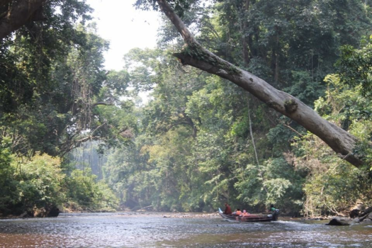 Maleisië - Midden in de jungle
