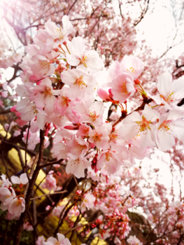 Japan - First cherry blossom of the year ( April 2018)