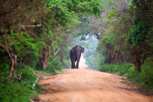 Sri Lanka - On the road!