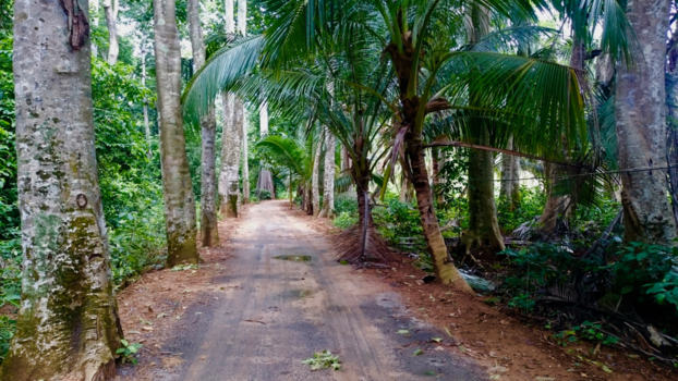 Andamanen - Jungle pad