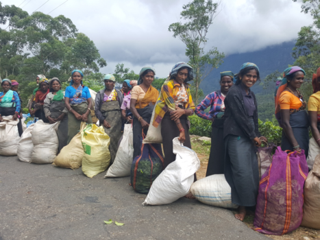 Sri Lanka - Dag opbrengst theeplukkers Sri Lanka