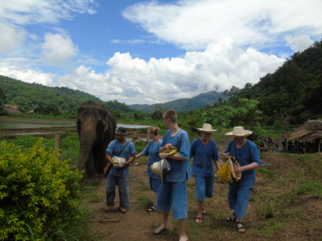 Chiang Mai - Olifantenwandeling