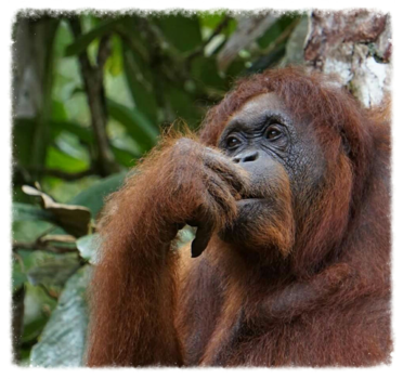 Rondreis door Maleisisch Borneo - Om stil van te worden....