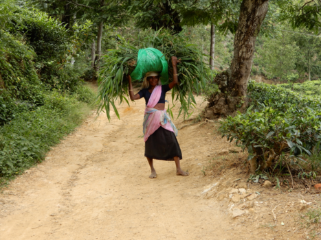 Sri Lanka - Sri Lanka 🌿🌸 - back to basic