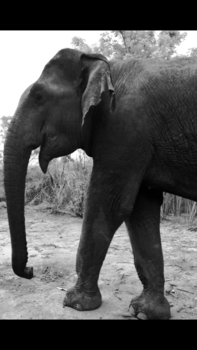Sri Lanka - Elephant National Park Udawalawee