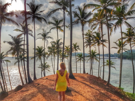 Sri Lanka - Palmtrees