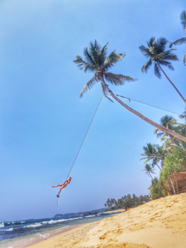 Sri Lanka - Palmtree swing