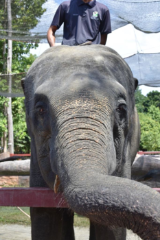 Kuala Lumpur - Elephant sanctuary