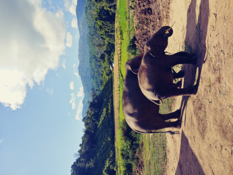 Chiang Mai - Olifanten en natuur