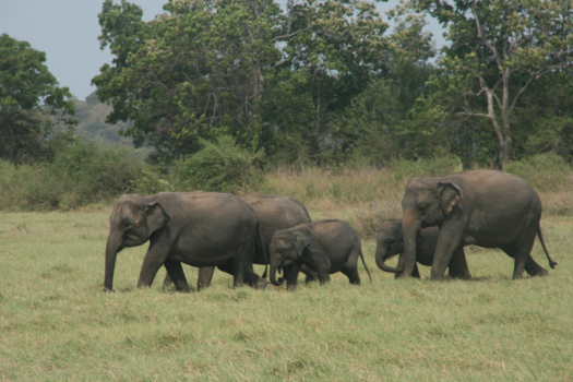 Minneriya National Park - Op safari