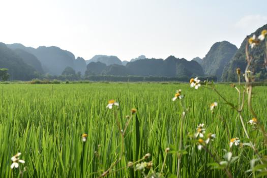 Tam Coc en Bich Dong - De groene rijstvelden in de prachtige omgeving van Tam Coc, Vietnam