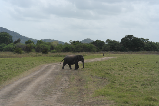Minneriya National Park - In het park