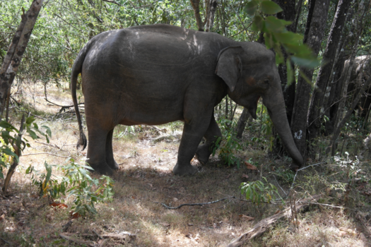 Minneriya National Park - Lekker eten
