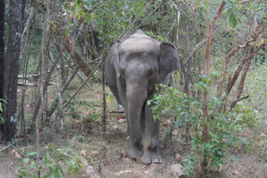 Minneriya National Park - Dichtbij