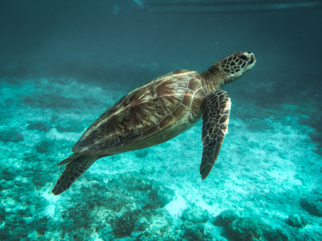 Filipijnen - Sealife