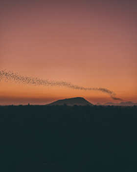 Cambodja - Sunset at Battambangs batcave